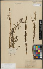 Foto von Salix purpurea L. x Salix viminalis L.